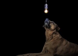 best night light for dogs review