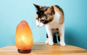 himalayan salt lamp for pets